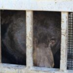 ‘Absolute tank’ of a bear found under deck in Colorado mountain town