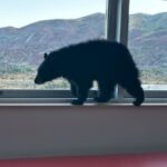 Bear cub sniffs its way into Colorado school’s cafeteria