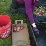 Denver groups visit yards across the city to harvest fruit