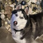 Happy husky named Alamo would be perfect dog for family with kids