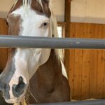 Horse released from hospital after being injured in Alexander Mountain Fire evacuation