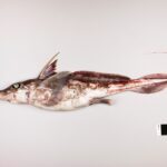 New Zealand scientists discover new ‘ghost shark’ species