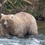 The chunkiest of chunks face off in Alaska’s Fat Bear Week