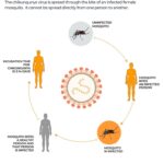 Chikungunya surge in Pakistan: What we know about the mosquito-borne virus