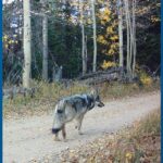 CPW announces operation to capture a fifth pup from the Copper Creek pack