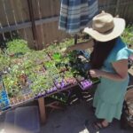 Gardeners helping feed families in need with excess produce