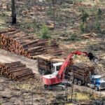 Global forest loss exceeds targets in 2023, report warns