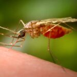 ‘Historic’: Egypt declared malaria free by the World Health Organization