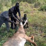 In South Sudan, hunger complicates plans to end wildlife poaching