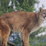 Man in Colorado kills mountain lion with shovel at campground