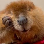 Nibi the ‘diva’ beaver to stay at rescue center, Massachusetts governor decides