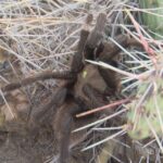 Spider lovers scurry to Colorado town in search of mating tarantulas and community