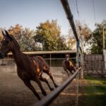 Traumatised horses saved from Israel’s bombs find refuge in Bekaa Valley