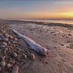 ‘Doomsday fish’ returns: Deep-sea creature washes up on California beach