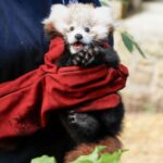 Edinburgh Zoo blames fireworks for death of baby red panda