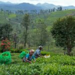 Efforts brew to revive ‘green deserts’ in southern India’s tea country