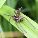 Why are 10,000 giant spiders on the loose in the UK?