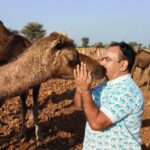 India’s disappearing camels: How a law to save them is wiping them out